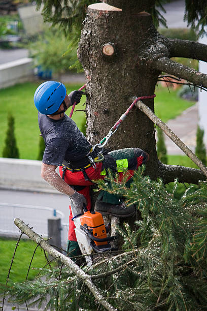 Best Hazardous Tree Removal  in Wells Branch, TX